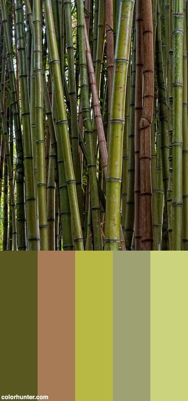 Bamboo Color Scheme Bamboo Colour Palette, Bamboo Color Palette, Ocean Color Palette, Forest Color, Ocean Colors, Green Colour Palette, Material Palette, Bamboo Forest, Bamboo Charcoal