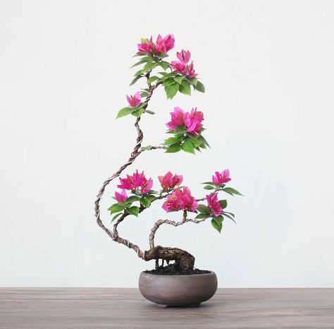 Garden Ideas Terraced House, How To Grow Bonsai, Bonsai Shop, Bougainvillea Bonsai, Bonsai Mini, Bonsai Tree Types, Bonsai Tree Care, Mame Bonsai, Inside Garden