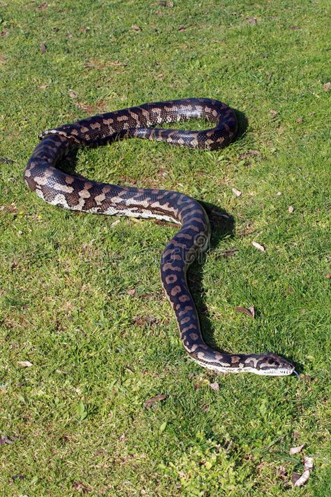 Snake. Dark brown snake sliding on the grass , #Ad, #brown, #Dark, #Snake, #grass, #sliding #ad Beautiful Snakes, Nature Images, Camouflage, Stock Images, Stock Photos