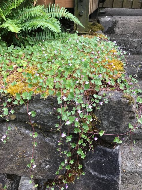 Kenilworth Ivy, Rock Wall Gardens, Rock Wall, Wall Garden, Wild Flower, Glass Candle, Secret Garden, Ivy, Wild Flowers