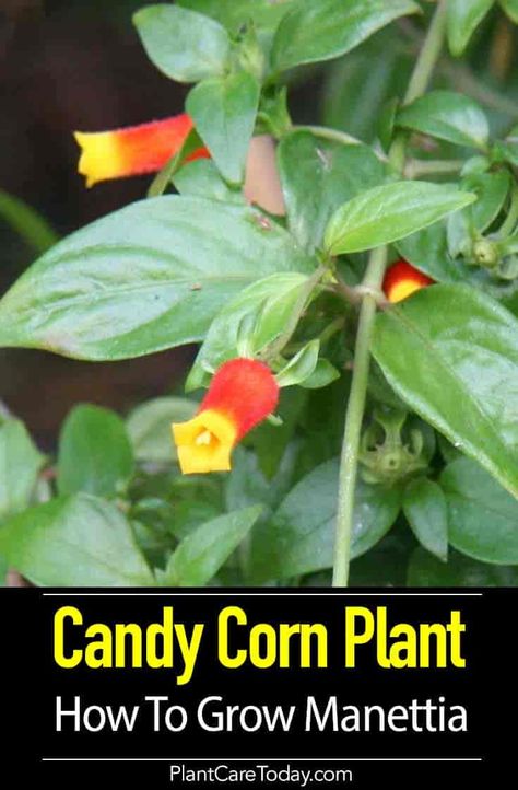 Candy Corn Plant [Manettia] small perennial vine, small bell-shaped flowers resemble candy corn. Potted accent plant or patio specimen [CARE DETAILS] Candy Corn Vine Plant, Candy Corn Plant, Candy Corn Flowers, Corn Plant Care, Indoor Gardening Supplies, Diy Container Gardening, Vine Trellis, Corn Plant, Container Garden Design