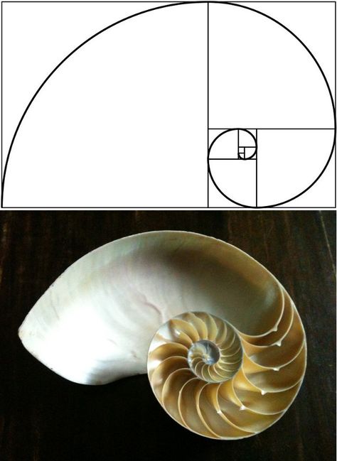 Nerd Embroidery, Golden Ratio In Nature, Shell Illustration, Logarithmic Spiral, Golden Section, The Golden Mean, Architectural Orders, Fibonacci Sequence, Fibonacci Spiral