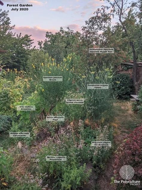 Plants, Wildlife and Polycultures for Forest Gardens and Regenerative Landscapes - Part 10 Polyculture Garden, Forest Gardens, Interesting Plants, Berry Bushes, Forest Garden, Herbaceous Perennials, Unique Plants, Plant Species, Small Trees