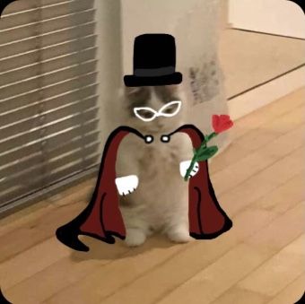 tuxedo mask from sailor moon cat pfp Darien Sailor Moon, Mask Pfp, Design A Character, Designing Characters, Sailor Moon Cat, Whatsapp Wallpapers Hd, Moon Icon, Cat Cosplay, Arte Sailor Moon