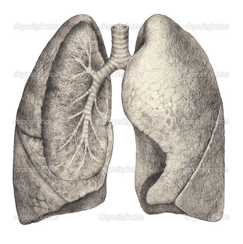 Lungs Reference, Lungs Realistic, Organs Drawing Reference, Lung Drawing Reference, Lung Anatomy Drawing, Lungs Medical Illustration, Lung Aesthetic, Realistic Lungs Drawing, Lungs Anatomy Drawing