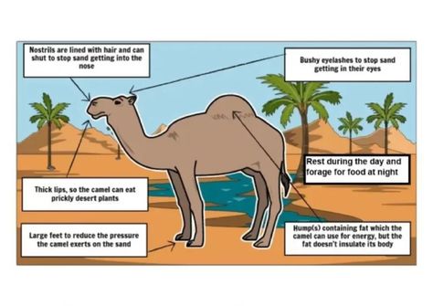 The camel is the desert ship and some features of adaptation in it Desert Ship, Structural Adaptations, Herbivorous Animals, Animal Adaptations, Dry Desert, Desert Animals, Virtual Field Trips, Sweat Gland, Thick Skin