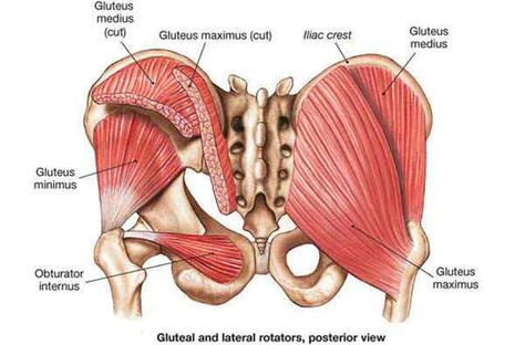 Hip Anatomy, Hip Strengthening Exercises, Gluteal Muscles, Hip Problems, Yoga Anatomy, Gluteus Medius, Tight Hip Flexors, Human Body Anatomy, Muscle Anatomy