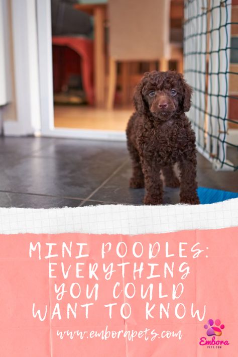 Mini Poodles are such a cute breed that many people are beginning to consider for their own families. Read this article to read everything you need to know about them before adopting! #minipoodle #poodle #pets Mini Poodles Full Grown, Mini Poodle Grooming Styles, Chocolate Mini Poodle, Mini Poodle Full Grown, Mini Poodle Haircut Styles, Teacup Poodle Full Grown, Chocolate Toy Poodle, Poodle Puppy Training, Poodle Training