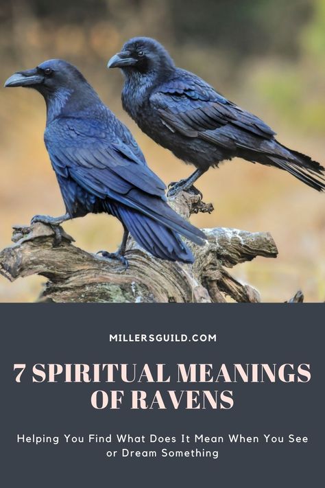 7 Spiritual Meanings of Ravens 2 Ravens Meaning, Raven Omen Meaning, Raven Spirit Animal Meaning, What Does A Raven Symbolize, Seeing Ravens Meaning, 3 Ravens Tattoo, Quotes About Ravens, Raven Meaning Spiritual, Women Raven Tattoo