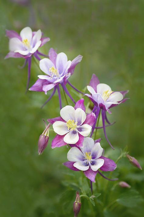 Purple Columbine, Growing Ginger Indoors, Growing Ginger, Columbine Flower, Plant Diseases, Unusual Flowers, 수채화 그림, The Photograph, Hardy Perennials