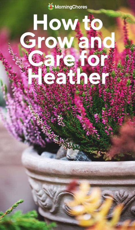 Heather In Garden, Permaculture Guilds, Morning Chores, Heather Gardens, Heather Flower, Scottish Heather, Growing Moss, Heather Plant, Simple Garden