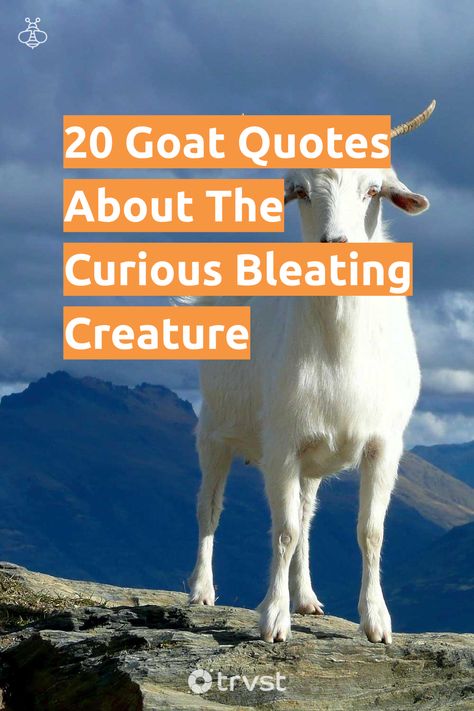 "20 Goat Quotes About The Curious Bleating Creature"- With their distinctive horns, beards, and various colors, goats grace in fields and even climb mountains. From their life on the farm to their role in our lexicon, from our table to ancient symbolisms, explore our collection of goat quotes that explore the... #trvst #quotes #biodiversity #love #mountains #animals #explore #life #animal #biology #natural #changetheworld #animallovers Goat Quotes Inspirational, Goat Captions For Instagram, Funny Goat Quotes, Goat Quotes Cute, Finny Quotes, Goat Quotes, Sheep Quote, Jump Quotes, Goat Quote