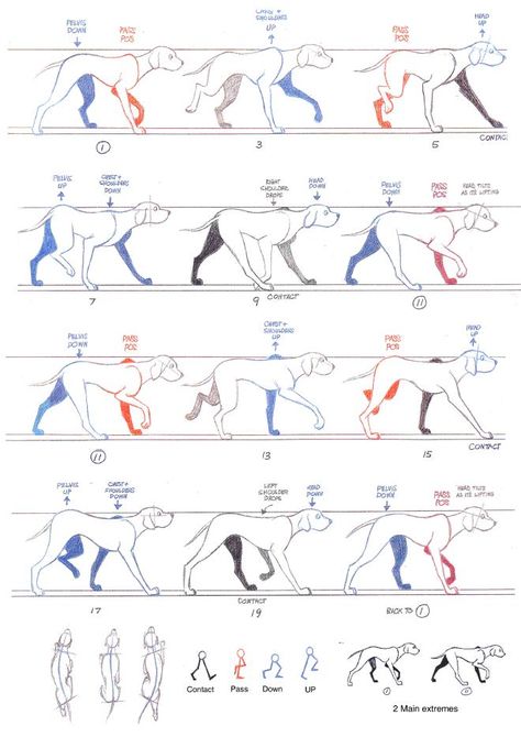 Walking Animation, Walk Cycle, Piskel Art, Run Cycle, Richard Williams, Dog Anatomy, Dog Animation, Animation Storyboard, Animation Sketches