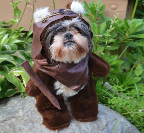 Star Wars Ewok Dog Costume Ewok Dog Costume, Halloween Costumes For Dogs, Ewok Costume, Costumes For Dogs, Star Wars Halloween Costumes, Star Wars Halloween, Dog Halloween Costumes, Brown Dog, Dog Costumes