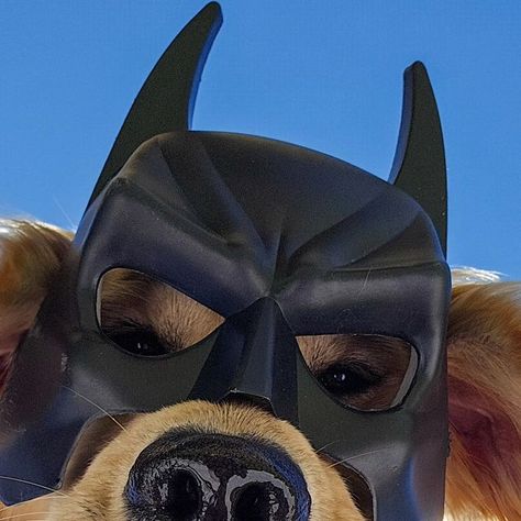 Batman Dog, Bat Dog, Swag Style, Golden Retrievers, Puppy Training, May 27, Cuteness Overload, Dog Life, Save You