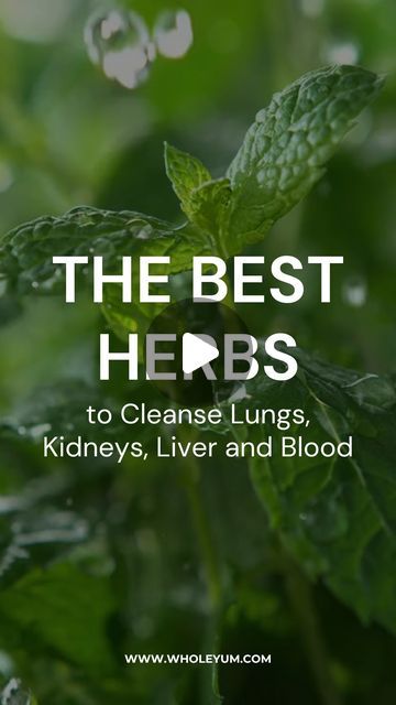 WholeYum on Instagram: "Detox Your Organs Naturally with These Herbs 🌿

Looking to cleanse and rejuvenate your organs? These herbs have been used for centuries to support detoxification! 🧘‍♀️

✨ Mullein for clearing the lungs
✨ Dandelion for detoxing the kidneys
✨ Tamarind for a healthier brain
✨ Milk Thistle to protect the liver
✨ Neem to purify the blood

Add these powerful plants to your routine for better health and wellness! 🌿💪

Follow @wholeyumm for more natural healing tips!

#HerbalDetox #OrganCleansing #NaturalRemedies #HolisticHealth #WellnessJourney #DetoxYourBody" Smoothie Supplements, Healing Tips, Health Hacks, Healthy Brain, Milk Thistle, The Liver, Detox Your Body, Better Health, Medicinal Herbs