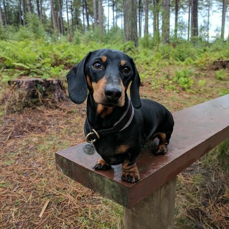 Dachshund Black And Tan, Funny Dog Signs, Funny Dog Jokes, Cute Fluffy Dogs, Weenie Dog, Baby Dachshund, Funny Dog Photos, Dog Jokes, Really Cute Puppies