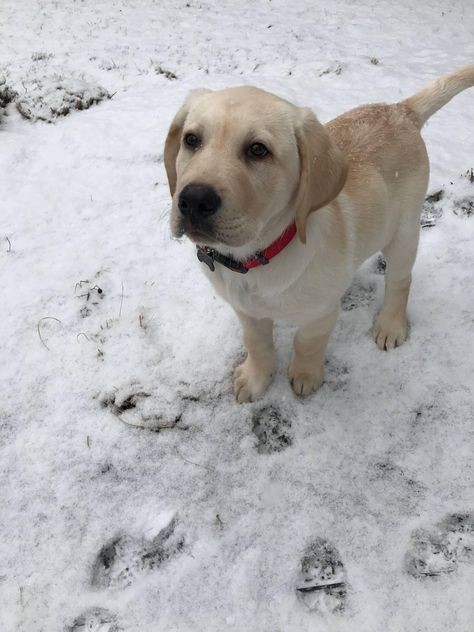 Blonde Labrador, Labrador Yellow, Cute Labrador, Puppy Obedience Training, Positive Dog Training, Easiest Dogs To Train, Basic Dog Training, House Training Dogs, Dog Exercise