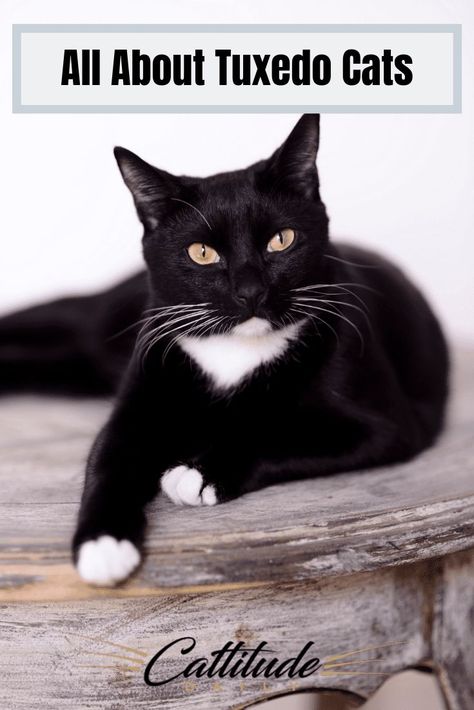 Do you love tuxedo cats? Find out more about these fancy little felines here! #CattitudeDaily #tuxedocats #tuxedocatfacts #tuxedocats #catfacts Tuxie Cats, Tuxedo Cat Facts, Tuxedo Mask, Tuxedo Cats, Cat Anime, Black And White Cat, Cat Whiskers, Tuxedo Cat, Cat Facts