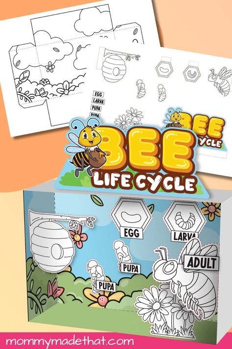 Life Cycle of a Bee Diorama (Free Printable) Bee Diorama, Jesus Preschool Activities, Life Cycle Of A Bee, Origami Printables, Baby Jesus Craft, Bee Life Cycle, Life Cycle Craft, Homeschool Nature Study, Jesus Crafts