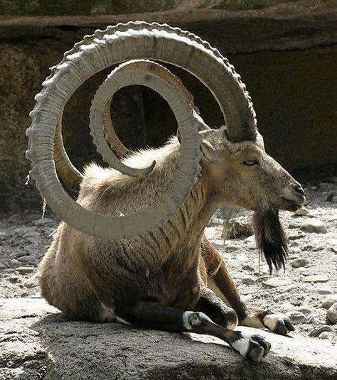 Spiral Horned Goat - from the FreakingNews photoshop contest. It is entitled Mutation, and was done by lucianomorelli. Regnul Animal, Goat Horns, Mule Deer, Unusual Animals, Rare Animals, Manx, Animal Planet, An Animal, Exotic Pets