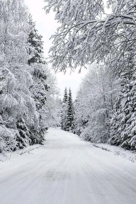 Background Snow Winter, White Winter Background, White Winter Wallpaper, White Snow Background, Images Of Winter, Winter Lovers, Snow Background, Winter Road, Winter Whites