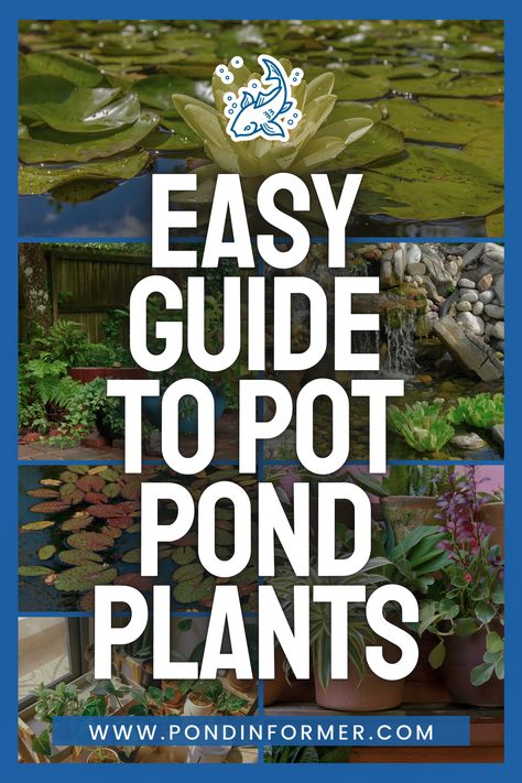 Transform your pond into a lush water garden with our step-by-step guide on potting pond plants. Discover how to choose the right plants, containers, and planting methods for a thriving pond. Follow our expert tips for a beautiful and balanced aquatic environment.  #PondPlants #WaterGarden #GardeningTips #AquaticPlants #PlantPot #PotPlants #PotPondPlants  #PondCare #GardenDIY #PlantingGuide #Pond #PondGarden #Pot #PondInformer Container Fish Pond, Fish Pond Plants, Pot Pond, Water Plants For Ponds, Container Pond, Indoor Pond, Beautiful Pond, Aquatic Environment, Container Water Gardens