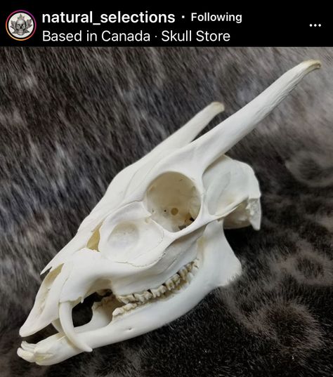 Vampire Deer, Skeleton Reference, Skull References, Human Skull Drawing, Canine Teeth, Water Deer, Wolf Sculpture, Skull Anatomy, Skull Reference