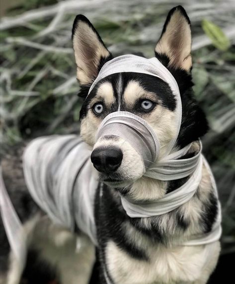 15 Funny Pictures Proving That Siberian Huskies are Always Ready for Halloween Party | Page 4 of 5 | The Dogman Good Costume Ideas, Husky Costume, Siberian Huskies, Music Do, Unique Costumes, Ready For Halloween, Bad To The Bone, Old Dogs, Siberian Husky