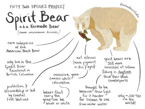 Spirit Bear Art, Spirit Animal Bear, Shaman Journey, Facts About Bears, August Moodboard, Bear Facts, Kermode Bear, Bear Spirit Animal, Bear Spirit