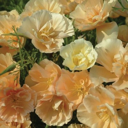 ESCHSCHOLZIA CAMEO DREAM Muted Yellow, Cottage Garden Design, Cottage Garden Plants, Orange Aesthetic, No Rain, Poppy Seeds, Spring Aesthetic, Yellow Aesthetic, Foto Ideas Instagram