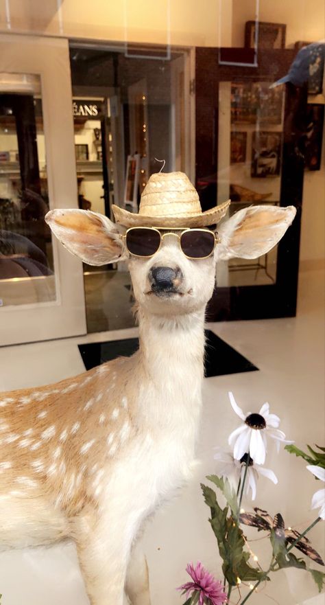 a cute stuffed deer that is wearing sunglasses and a straw hat Animals In Hats, Animal Sunglasses, Funny Sunglasses, Winter Sunglasses, Summer Lifestyle, Mexican Hat, Straw Hat, Animal Paintings, Cowboy Hats