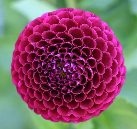 "Patterns in Nature" | Amazon2008, on Flickr. #flower #hot #pink #fuschia #color #patterns #nature #macro #photography Fractals In Nature, Spirals In Nature, Natural Form Art, Geometry In Nature, Fashion Textiles, Fibonacci Spiral, Theme Nature, Pattern Pictures, Organic Pattern