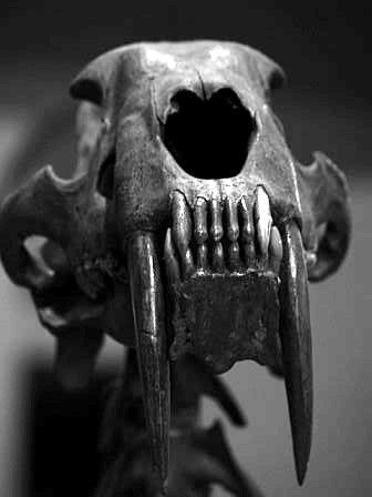 Smilodon Skull, Natural Structures, Paleo Art, Animal Bones, Extinct Animals, Dinosaur Fossils, Drinking Coffee, Prehistoric Animals, Animal Skulls