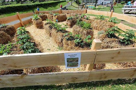 Straw bale gardening can be disastrous if the straw was previously sprayed with herbicides Hay Bale Gardening, Strawbale Gardening, Straw Bale Garden, Raised Container Garden, Raised Garden Beds Diy Vegetables, Building A Trellis, Straw Bale Gardening, Beds Diy, Straw Bale