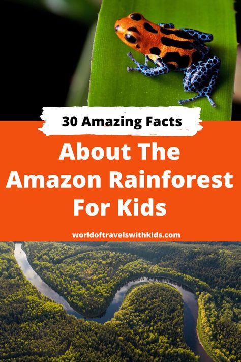 Did you know a whopping 30% of the planet’s species live in the Amazon Rainforest? Come explore the magical beauty of this ancient forest with us and learn so many amazing facts about it! From the abundance of plant and animal life to the incredible impact it has on the Earth’s climate, the Amazon Rainforest is truly a wonder to behold. Rainforest Facts For Kids, Amazon Rainforest Facts, Layers Of The Rainforest, Rainforest Facts, Amazon Rainforest Animals, Rainforest Ecosystem, Rainforest Activities, Rainforest Biome, Amazon Rain Forest