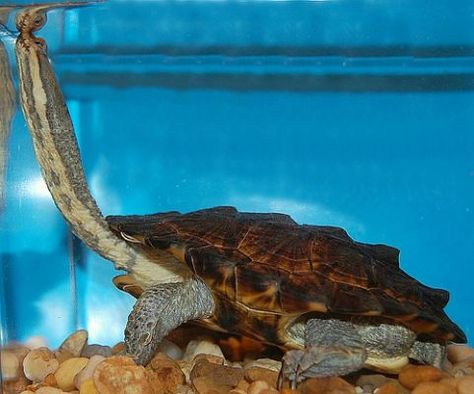 South American Snake Necked Turtle Snake Necked Turtle, Snake Neck Turtle, Turtles For Sale, Turtle Sanctuary, Snake Turtle, Sun Bear, The Rainforest, A Turtle, Crocodiles