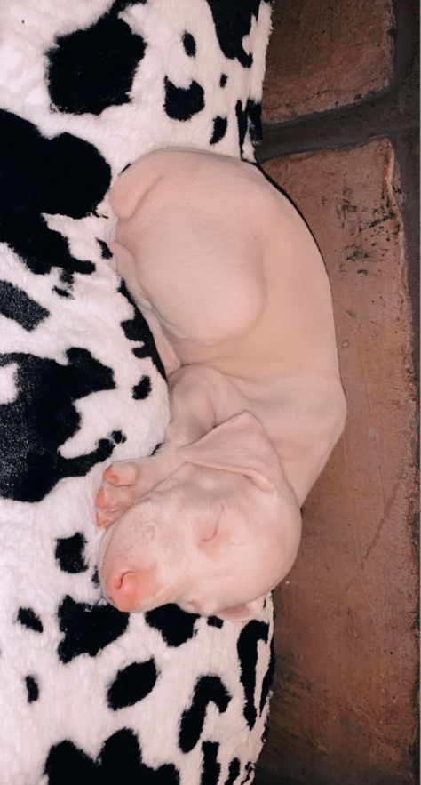 White Doberman Puppy, Doberman And Dalmatian, White Doberman, White Doberman Pinscher, Albino Doberman, Doberman In Snow, Mha Dr, Doberman Puppy, White Puppies