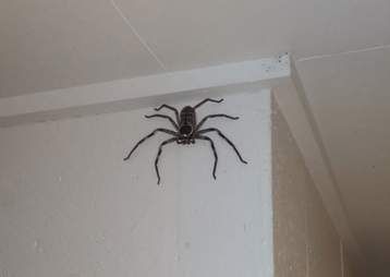 Australian Spiders Giant, Treating Spider Bites, Giant Huntsman Spider, Australian Spider, Spider Aesthetic, Spider Identification, Farmhouse Bathroom Art, Dangerous Spiders, Huntsman Spider