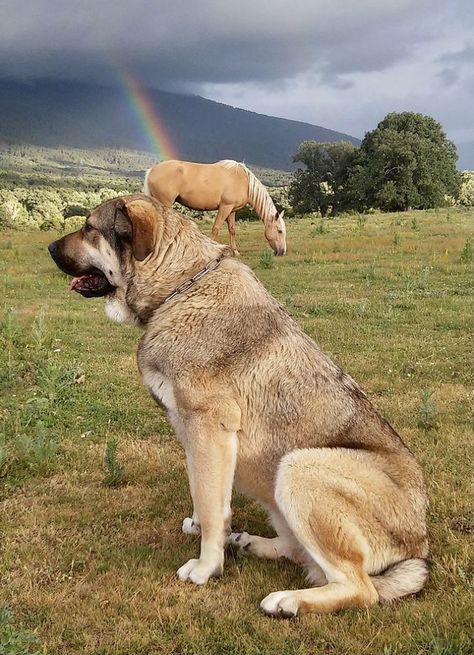 Spanish Mastiff Alabai Dog, Mastiff Dog Breeds, Spanish Mastiff, English Mastiff Puppies, Kangal Dog, Mastiff Breeds, Giant Dog Breeds, Livestock Guardian Dog, Mastiff Puppies