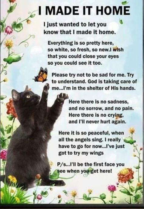 Pet Poems, I Miss My Cat, Cat Poems, Cat Love Quotes, Cat Heaven, Colorful Hairstyles, Cat Loss, Pet Remembrance, Kitty Stuff