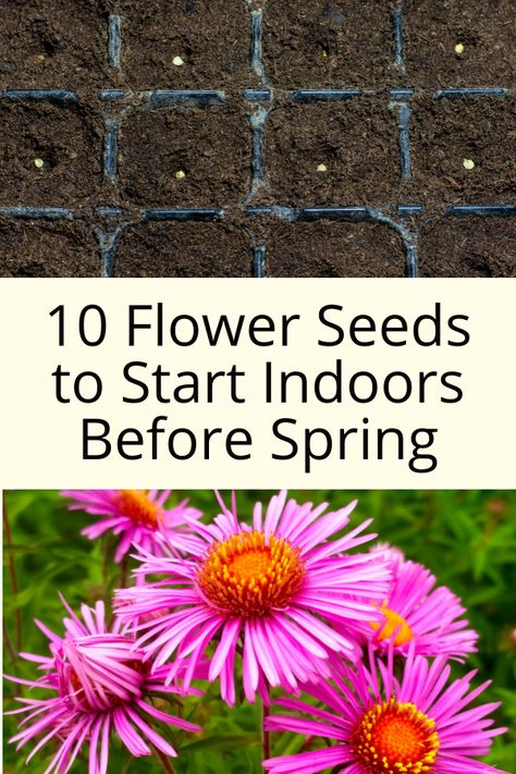 10 Flower Seeds to Start Indoors Before Spring Best Seeds To Start Indoors, Growing Flowers From Seeds Indoors, Flowers From Seeds Easy, Planting Flower Seeds Indoors, Garden Seeds To Start Indoors, Flower Seedlings Indoors Starting, Starting Flower Seeds Indoors, How To Plant Flower Seeds, Starting Flowers From Seeds Indoors