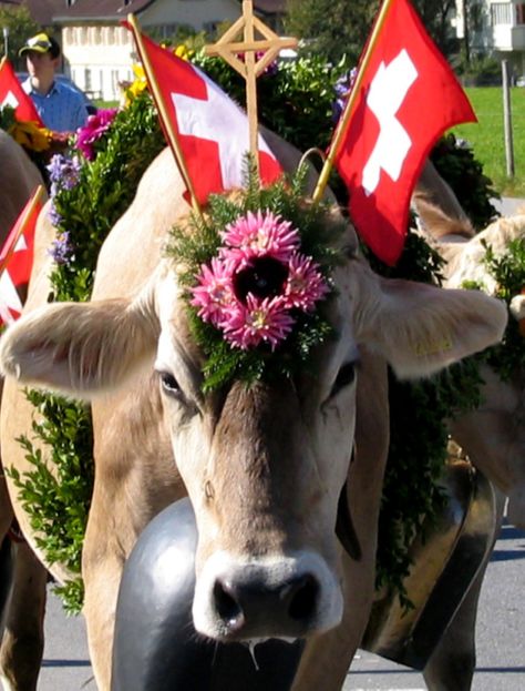 Alpabzug Cow Switzerland Cool Countries, Switzerland, Cow, Animals