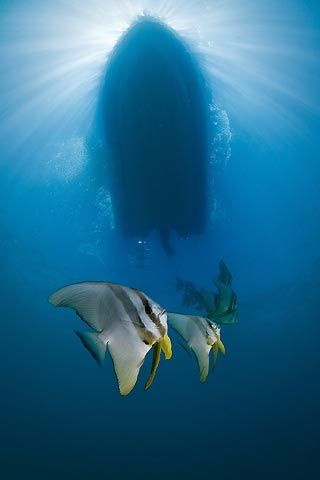 boat from underwater looking up Boat From Underwater, Underwater Looking Up, Yacht World, Underwater Art, Design Boards, Scenic Design, Under Water, Underwater Photography, Sea Turtle