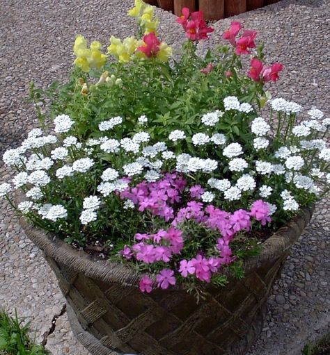 Snapdragon , masterpiece candy tuft , ad creeping phlox . #ilove mixed containers this is one of my faves that i have ever made . Bedroom Window View, Candy Tuft, Phlox Plant, Types Of Gardens, Phlox Flowers, Patio Garden Ideas, Creeping Phlox, Fall Room Decor, Mums Flowers