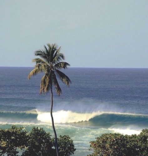 Summer Feeling, Summer Dream, Pretty Places, Beach Vibe, Beach Girl, Summer Aesthetic, Palm Tree, Summer Time, The Ocean