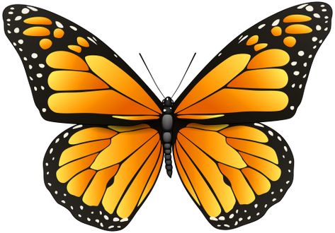 Butterfly Images Clip Art, Orange Butterfly Drawing, Butterfly Image, Butterfly Clipart, Butterfly Png, Butterfly Artwork, Butterfly Images, Butterfly Clip Art, Orange Butterfly