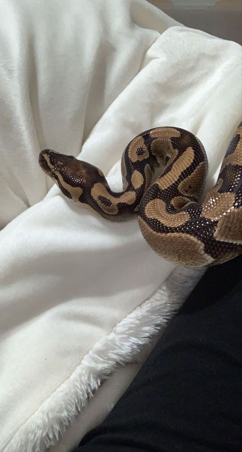 Isabella Valencia, King Of Pride, Ball Pythons, A Snake, Valencia, Account Suspended, For Sale