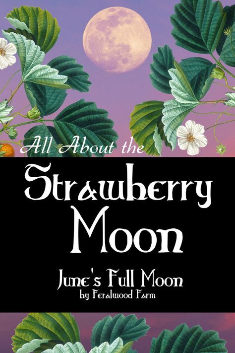 Learn about the Strawberry Moon, June’s Full Moon. Learn about the history, alternative names, correspondences, and how to utilize its energy in your magickal workings. #witchcraft #fullmoon #moonmagic Full Moon June, Full Strawberry Moon, Full Moon Names, Corn Moon, Moon Meaning, Strawberry Moon, Happy June, Strawberry Moons, Capricorn Moon