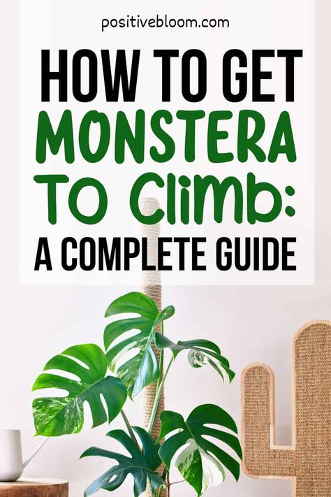 Montesara Plant Care, Support For Monstera Plant, Monstera On Wall, Monstera Climbing Frame, How To Repot Monstera Deliciosa, Monstera Deliciosa Support, Monstera Plant Care Tips, Monstera Growing Tips, How To Repot Monstera